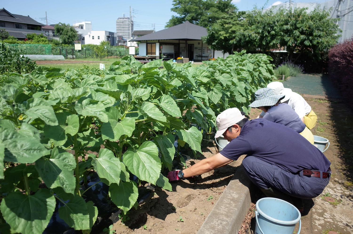 ＼練馬区内／畑・緑地の手入れメンバー募集！